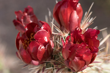 Image showing Cactus at Saguaro National Park, Arizona, USA