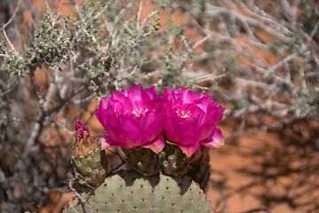 Image showing Cactus Blossom, Valley of Fire, Nevada, USA