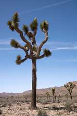 Image showing Joshua Tree National Park, California, USA