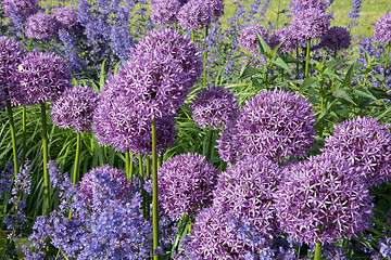 Image showing Allium