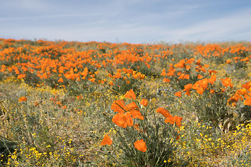 Image showing Antelope Valley Poppy Reserve, California, USA