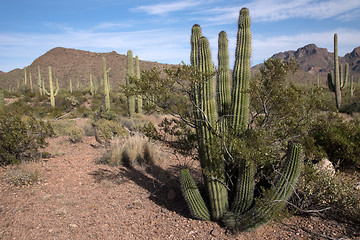 Image showing Organ Pipe Cactus N.M., Arizona, USA