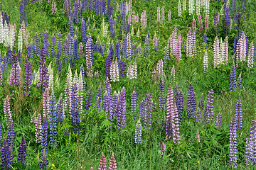 Image showing Lupinus