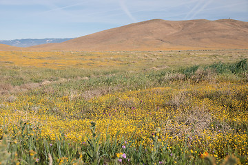 Image showing Antelope Valley Poppy Reserve, California, USA