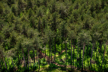 Image showing Forest, Carinthia, Austria