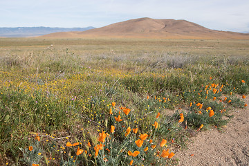 Image showing Antelope Valley Poppy Reserve, California, USA