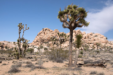 Image showing Joshua Tree National Park, California, USA