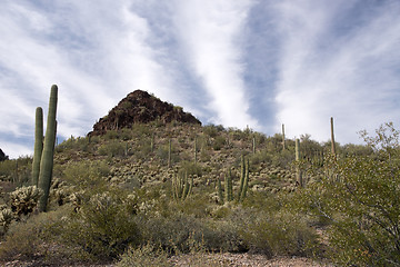 Image showing Organ Pipe Cactus N.M., Arizona, USA