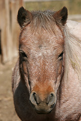 Image showing miniature horse