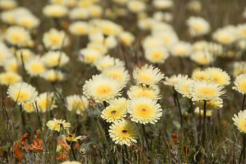 Image showing Antelope Valley Poppy Reserve, California, USA