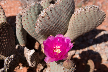 Image showing Cactus Blossom, Valley of Fire, Nevada, USA