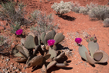 Image showing Cactus Blossom, Valley of Fire, Nevada, USA