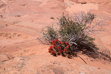 Image showing Edmaiers Secret, Utah, USA