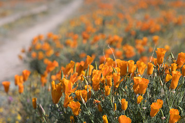 Image showing Antelope Valley Poppy Reserve, California, USA