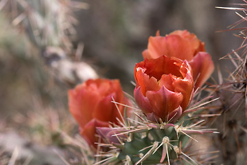 Image showing Cactus at Saguaro National Park, Arizona, USA