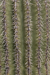 Image showing Cactus at Saguaro National Park, Arizona, USA