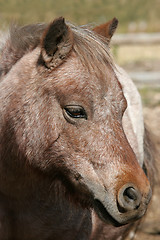 Image showing miniature horse