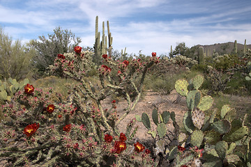 Image showing Saguaro National Park, Arizona, USA