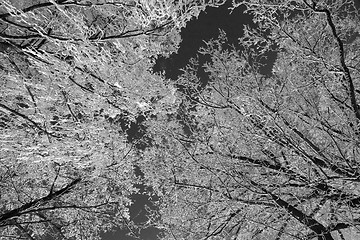 Image showing Tree with snow, Black&White