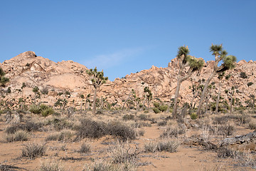 Image showing Joshua Tree National Park, California, USA