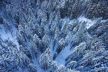 Image showing Fir in Winter