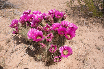 Image showing Cactus at Organ Pipe Cactus N.M., Arizona, USA