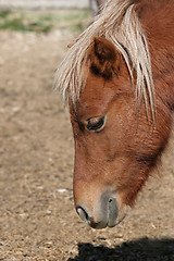 Image showing miniature horse