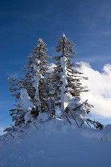 Image showing Fir in Winter