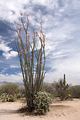 Image showing Saguaro National Park, Arizona, USA