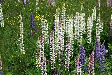 Image showing Lupinus