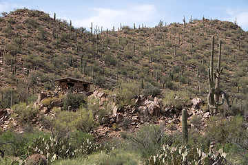 Image showing Saguaro National Park, Arizona, USA