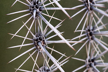 Image showing Cactus at Saguaro National Park, Arizona, USA