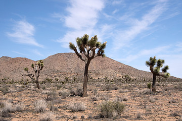 Image showing Joshua Tree National Park, California, USA