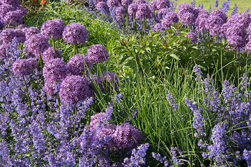 Image showing Allium