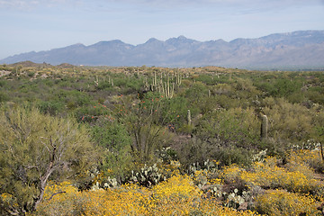 Image showing Saguaro National Park, Arizona, USA