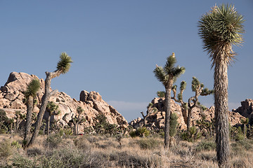 Image showing Joshua Tree National Park, California, USA