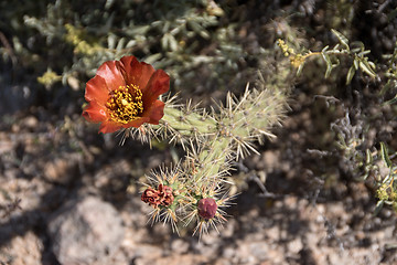 Image showing Cactus at Organ Pipe Cactus N.M., Arizona, USA