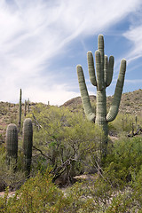 Image showing Organ Pipe Cactus N.M., Arizona, USA