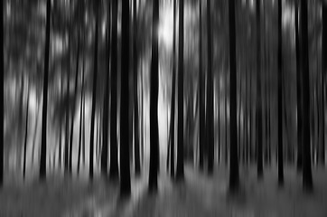 Image showing Forest with Snow, Black&White