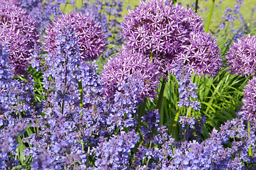 Image showing Allium