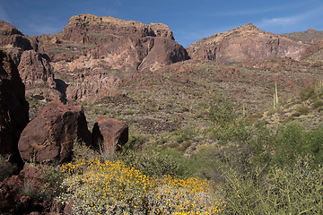 Image showing Organ Pipe Cactus N.M., Arizona, USA