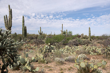 Image showing Saguaro National Park, Arizona, USA