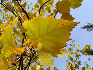 Image showing Leaf