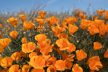 Image showing Antelope Valley Poppy Reserve, California, USA