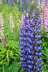 Image showing Lupinus