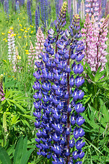 Image showing Lupinus