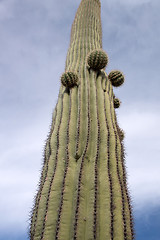 Image showing Organ Pipe Cactus N.M., Arizona, USA