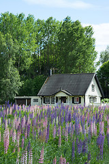 Image showing Lupinus