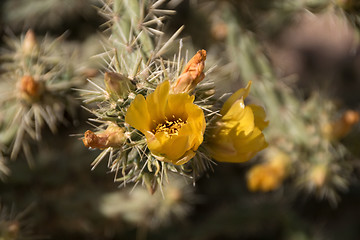 Image showing Lost Dutchman State Park, Arizona, USA
