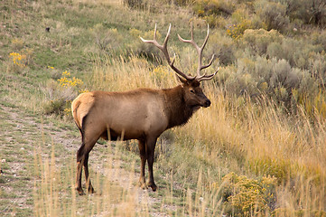 Image showing Yellowstone National Park, USA